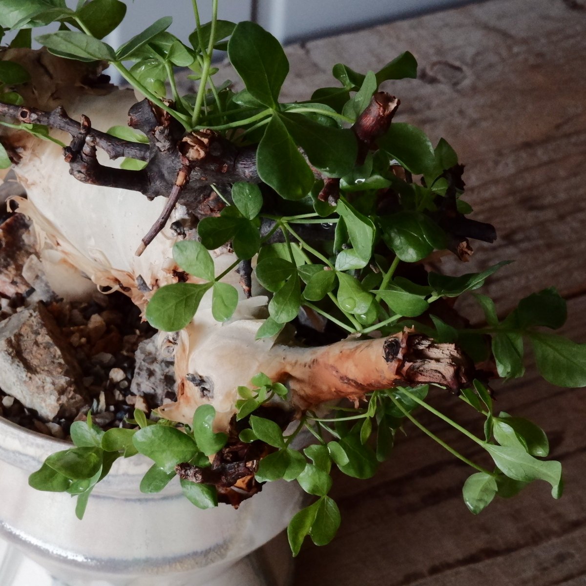 サ*ラ様 コミフォラ ピュア カタフ 緑肌 XLサイズ 現地球