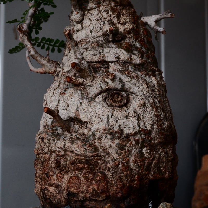 白 オペルクリカリア パキプス φ 11cm［No.21］ × 沼野秀章 作「 刻ム