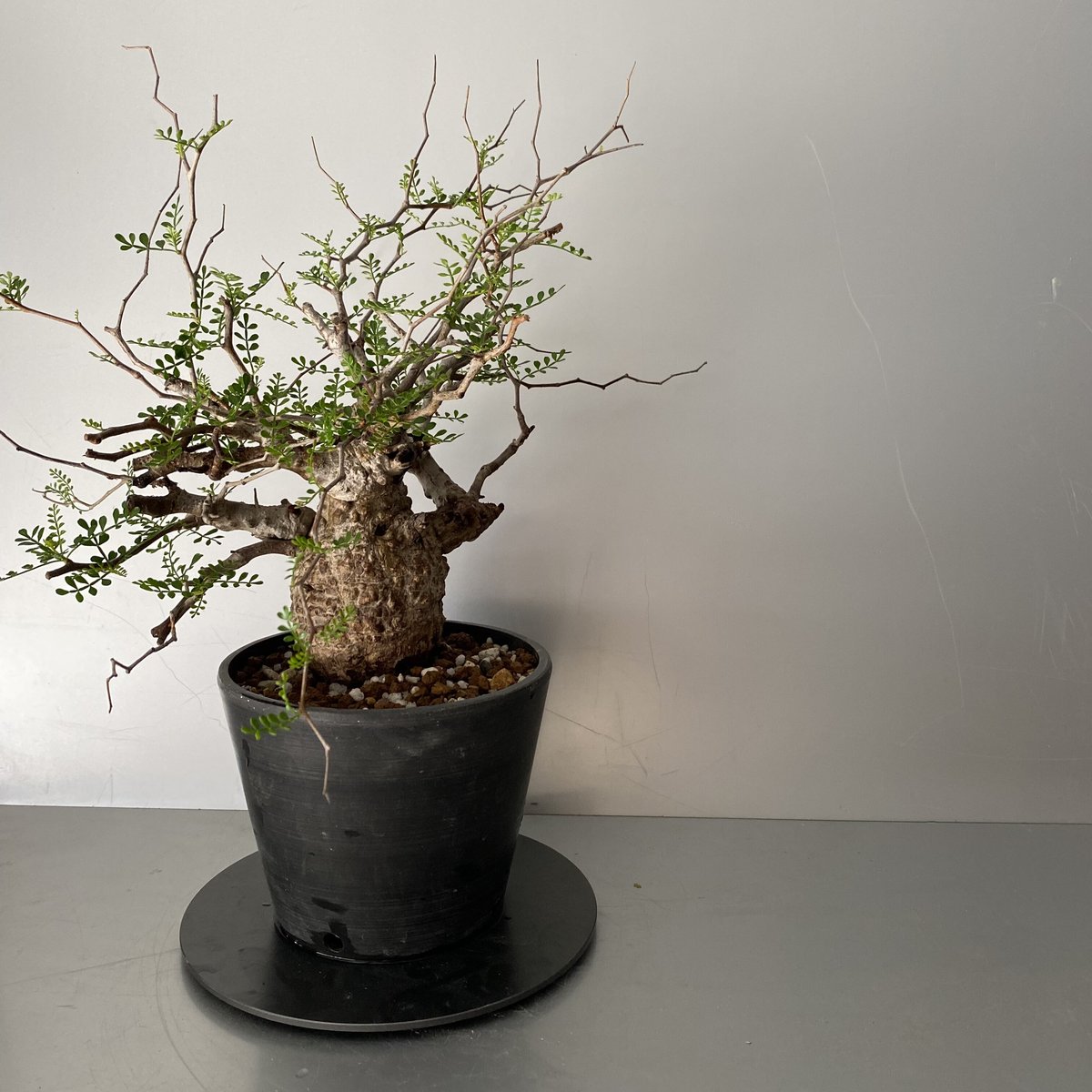 発根済 小さな巨人 オペルクリカリア パキプス P20 | Botanical Holic