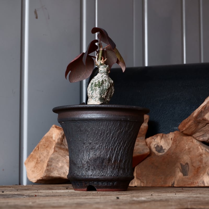 アデニア ステイローサ 輸入株［No.32］ × 與那嶺大輔 作 【 琉球飛鉋