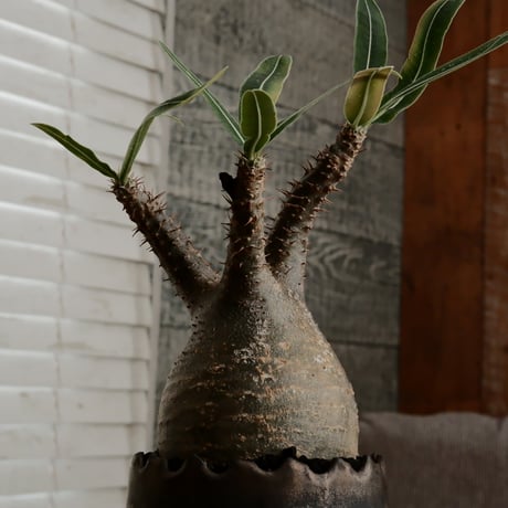 グラキリス φ8cm - 象牙宮 - ［No.62］  ×   根本峻吾 作 S.N POT type.round「 黒焔 - kokuen - 」3号 植木鉢 笠間焼