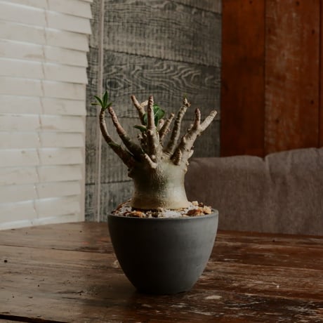 CATEGORY アデニウム - Adenium - | Botanical Holic CATEGORY アデニウム - Adenium - | Botanical Holic