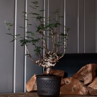 センナ メリディオナリス 輸入株［No.35］  ×  與那嶺大輔 作 【 琉球飛鉋 / 4号】植木鉢
