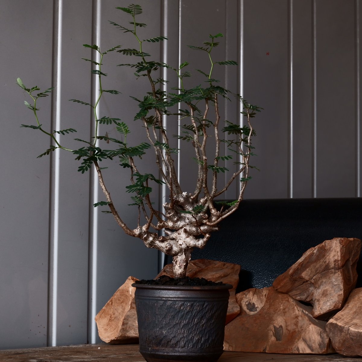 センナ メリディオナリス D.I.P.鉢つき センナ メリディオナリス 輸入株［No.35］ × 與那嶺大輔 作 【 琉球飛