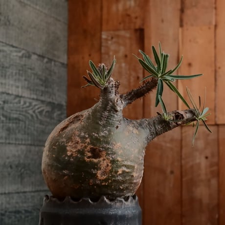 グラキリス - 象牙宮- ［No.171］  ×   根本峻吾 作 S.N POT type.cylinder「 刻印  - kokuin -」3号 植木鉢 笠間焼