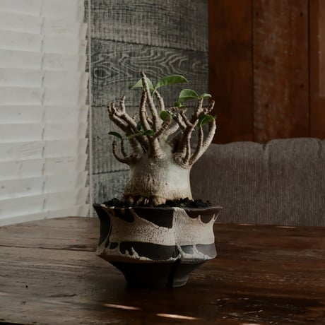 《美形》アデニウム アラビカム " ドワーフ " φ7.5cm［No.9］  ×   沼野秀章 作「 black wrap 」4号 植木鉢 笠間焼