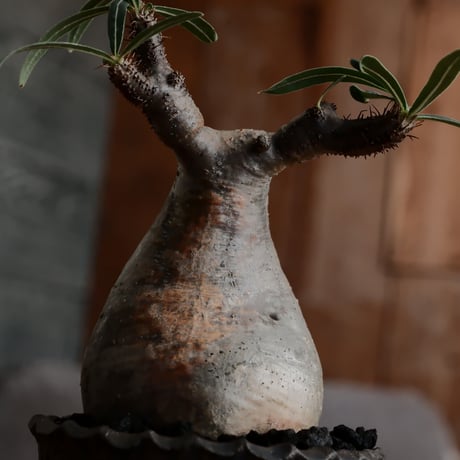 発根済 グラキリス  - 象牙宮 - size S［No.217］  ×  與那嶺大輔 作 「琉球飛び鉋」3号 植木鉢
