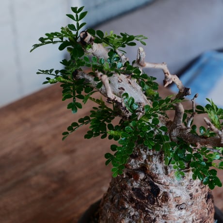 オペルクリカリア パキプス φ10cm［No.34］  ×  磯部祐介 作「 瓦 - kawara - 金剛 」 5号 植木鉢 笠間焼