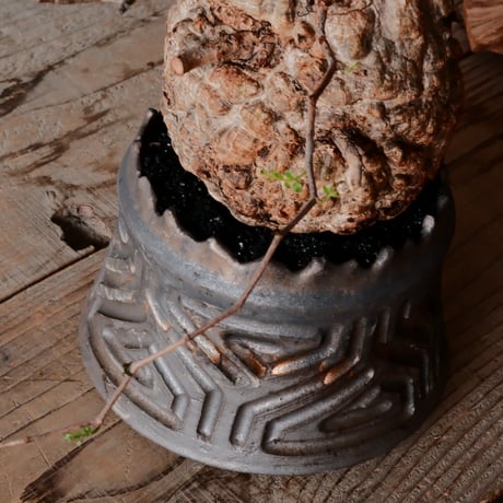 オペルクリカリア パキプス φ 12cm［No.32］  ×   根本峻吾 作 S.N POT type.cylinder「 鐡 - 黒焔 -」 4号 植木鉢