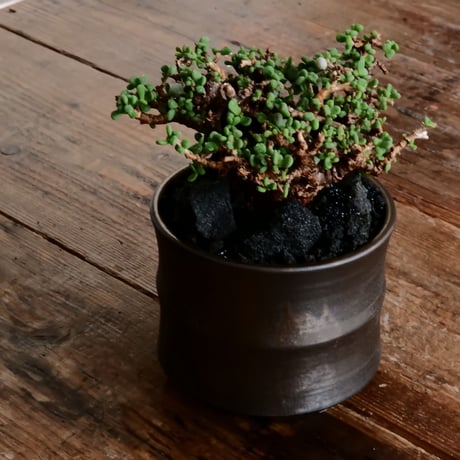 ケラリア ピグマエア 発根済［No.20］  × 松野 然 作 「ZEN」 4号 植木鉢