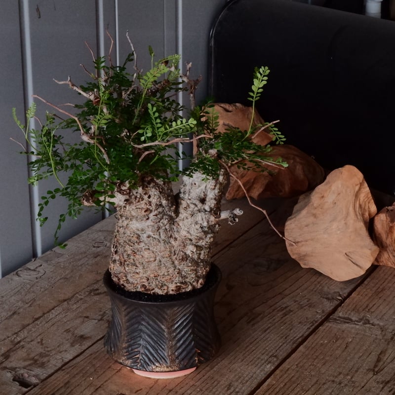 オペルクリカリア パキプス φ 12cm［No.26］ × 杉山悠 作 φ12cm 植木鉢