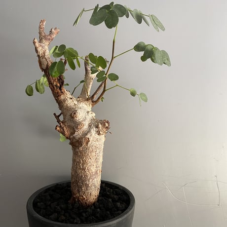 CATEGORY デロニクス プミラ | Botanical Holic