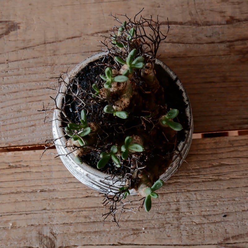 万物想 チレコドン レティキュラーツス［No.03］ × 根本峻吾 作 S.N