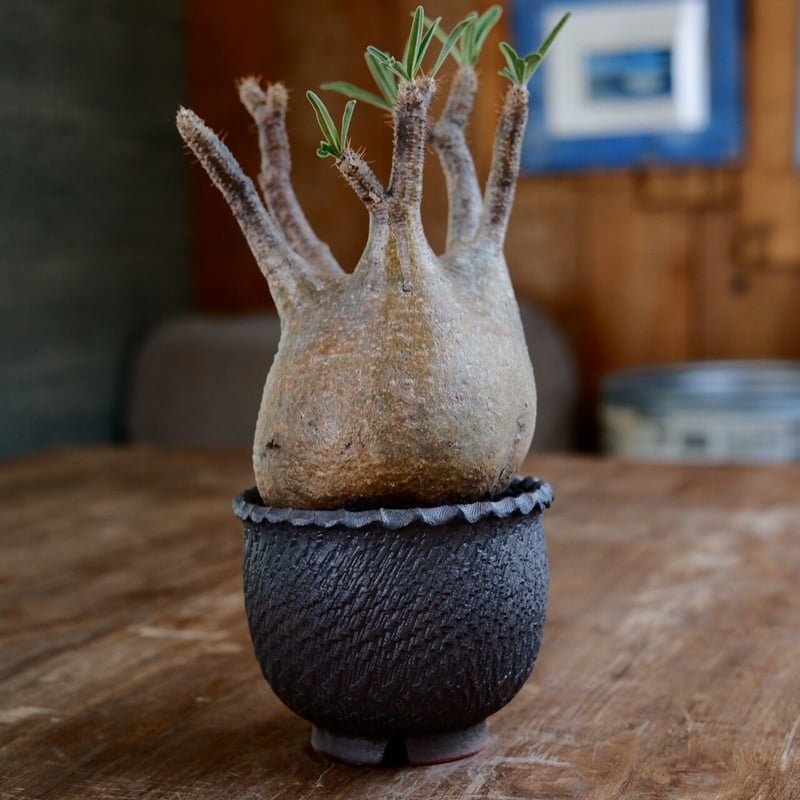 高級糸巻き　師範級　マンモス牙　象牙調　(最終値下げ) 発根済 中ぶり 良型 グラキリス - 象牙宮 - size M ［No.22