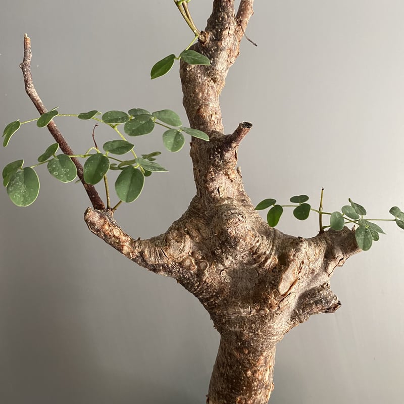 発根済 デロニクス プミラ BDP-08 | Botanical Holic