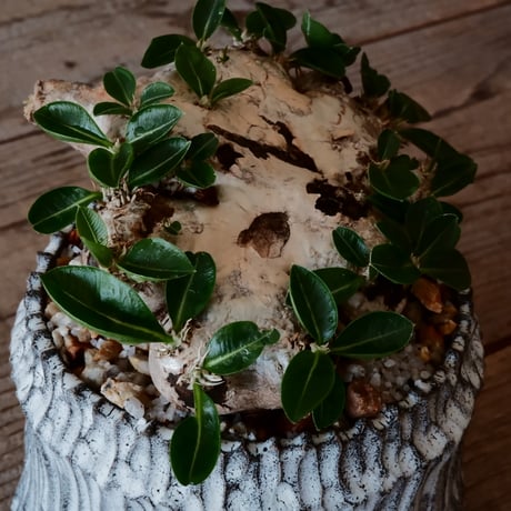 パキポディウム ブレビカウレ - 恵比寿笑い -［No.30］  ×   根本峻吾 作 S.N POT type.cylinder「 月光ノ爪牙」 4号 植木鉢