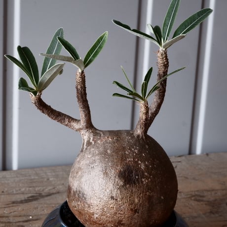 グラキリス φ10cm - 象牙宮-［No.50］× 坂本新 作 作品【 LUSTER BLACK 】3号 植木鉢 笠間焼