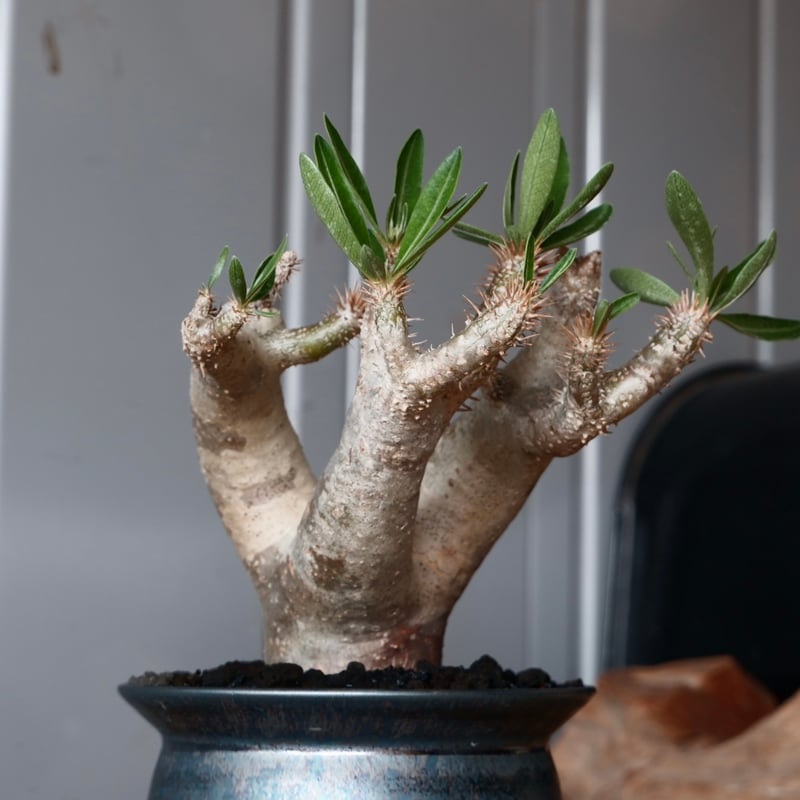 パキポディウム ブレビカリックス 輸入株［No.21］ × 坂本新 作