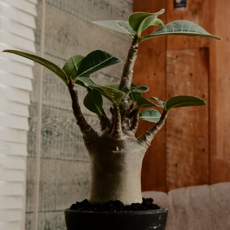 アデニウム アラビカム 