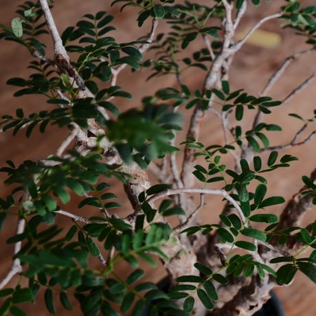 センナ メリディオナリス［No.30］  ×  根本峻吾 作 S.N POT type.tall「 鐡 - kurogane - 」3号 植木鉢 笠間焼