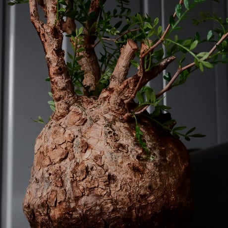 オペルクリカリア パキプス φ 12cm［No.30］  × 沼野秀章 作 【 Black Wrap 】4号 植木鉢 笠間焼