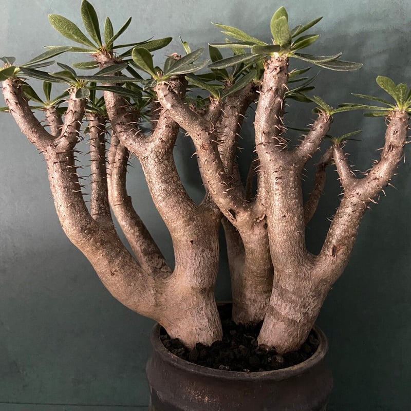 ダガスカル輸入 現地株 パキポディウム ブレビカリックス 【公式通販】