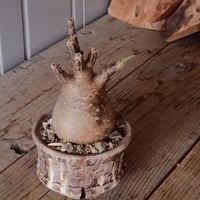グラキリス φ8.5cm - 象牙宮 -［No.69］  ×   沼野秀章 作「 刻ム音 」3.5号 植木鉢 笠間焼