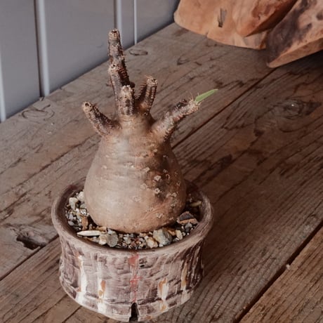 グラキリス φ8.5cm - 象牙宮 -［No.69］  ×   沼野秀章 作「 刻ム音 」3.5号 植木鉢 笠間焼
