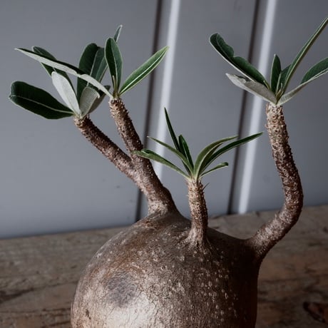 グラキリス φ10cm - 象牙宮-［No.50］× 坂本新 作 作品【 LUSTER BLACK 】3号 植木鉢 笠間焼
