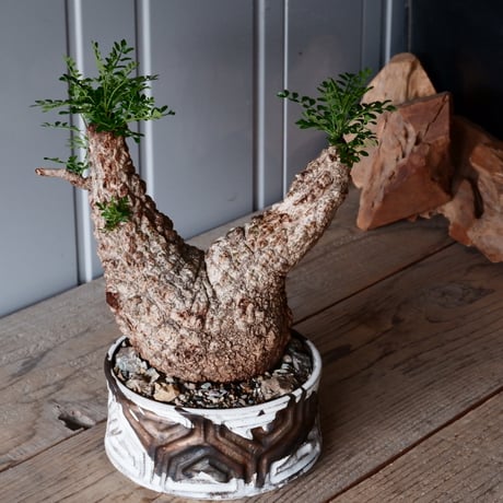 オペルクリカリア パキプス φ 14cm［No.06］  × 根本峻吾 作 S.N POT type.low「 鐵 -堕天白- 」5号鉢 笠間焼