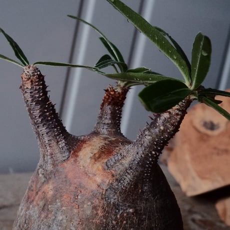 グラキリス φ7.5cm  - 象牙宮- ［No.123］  ×   根本峻吾 作 S.N POT type.round「 鐵-堕天- 」3号 植木鉢 笠間焼