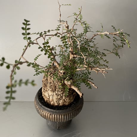 発根済 オペルクリカリア パキプス P-49  ×【作家 小野瀬 一 】"shinogi" 5.5号 植木鉢