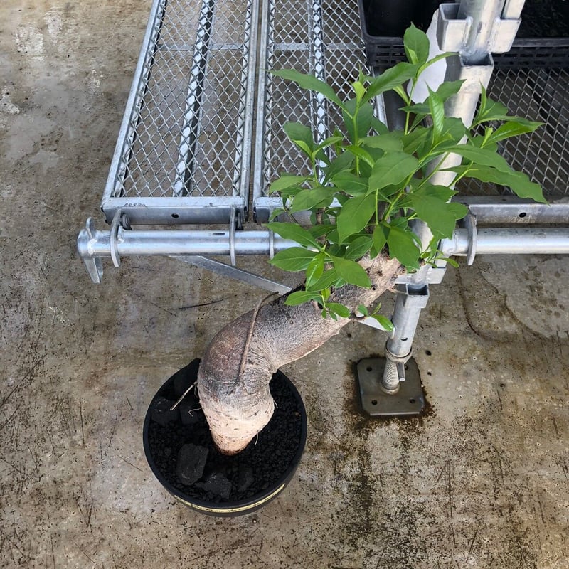 発根済み3年経過　バオバブ・アダンソニア 特大 バオバブ アダンソニア 変形タイプ / Baobab Adansonia［No