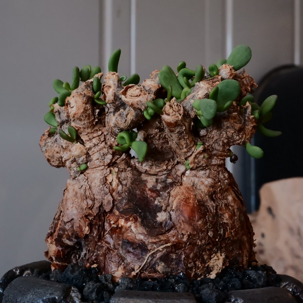 オスメスセット】ケラリアピグマエア ケラリア ピグマエア 雄雌セット