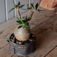 グラキリス φ7.5cm - 象牙宮 - ［No.65］  ×   沼野秀章 作「 black wrap 」3号 植木鉢 笠間焼