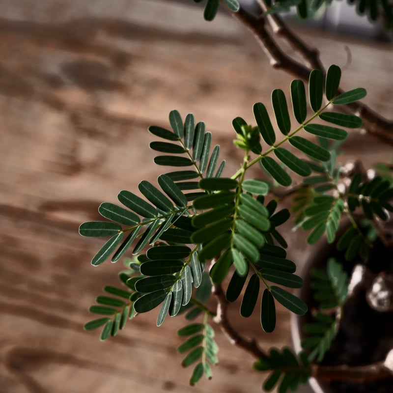 センナ メリディオナリス 輸入株［No.37］ × 松野 然 作 「ZEN」4.5号