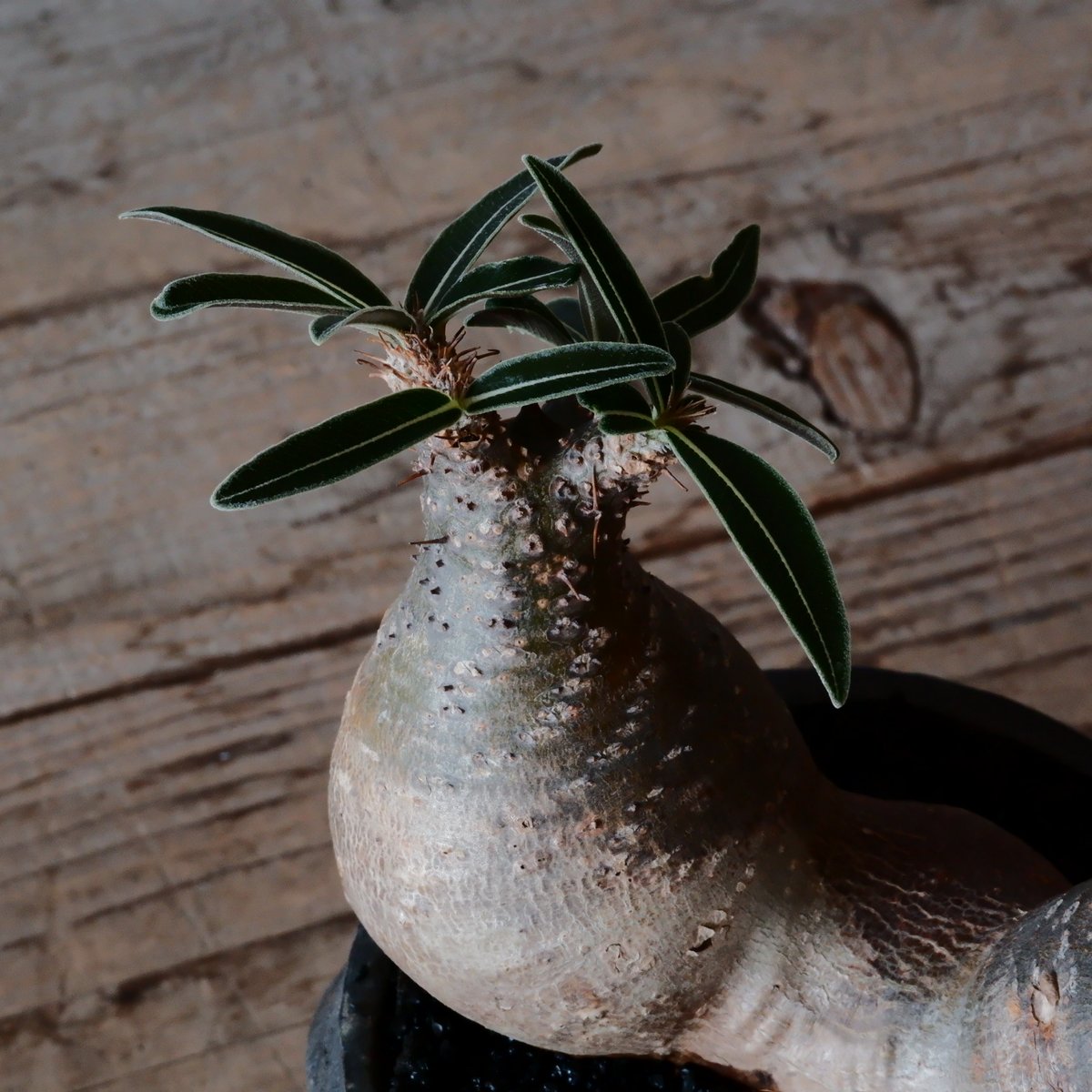 ペルー産　巨大コロギス　ペア　60-98mm ペルー産巨大コロギスペア60-98mm