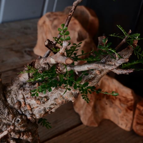 オペルクリカリア パキプス φ9.5cm［No.19］  × 沖誠 作「Spilal - 燻銀彩 - / round 」 3号 植木鉢 笠間焼