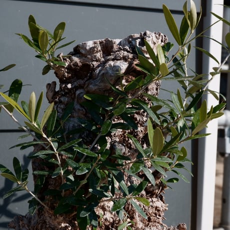 Old Olive 古木オリーブ［No.06］× 10号皿鉢 (φ30cm)
