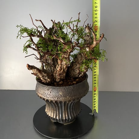 発根済 4頭 マルチヘッド オペルクリカリア パキプス P-14  × 小野瀬 一 作品「the first plants wear」 5号 植木鉢