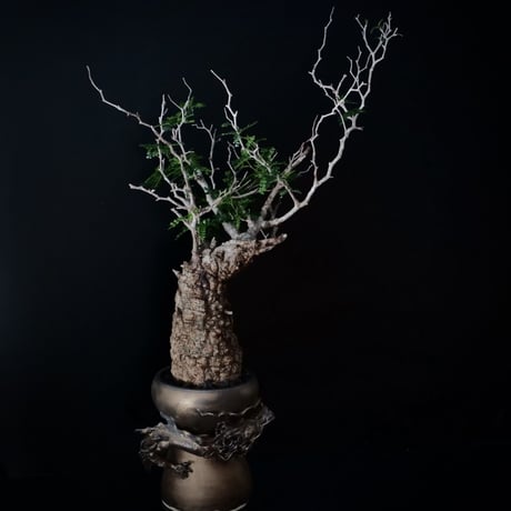 オペルクリカリア パキプス［No.19］  ×   HINUMA RYU 作 「龍ノ長鉢」植木鉢 4号 やちむん 壺屋焼