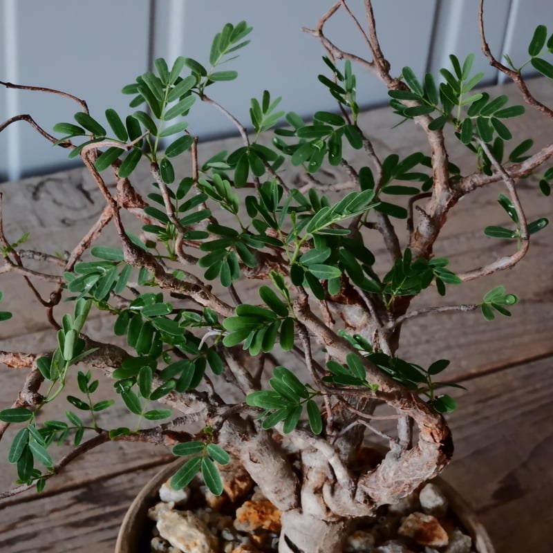 センナ メリディオナリス 現地株 発根済［No.29］ × 森田昌求 作