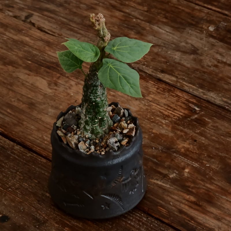 ktmボタニカル様用　特大　発根済み　アボニア アデニア クリスタルグリーン［No.56］ × 根本峻吾 作 S.N POT