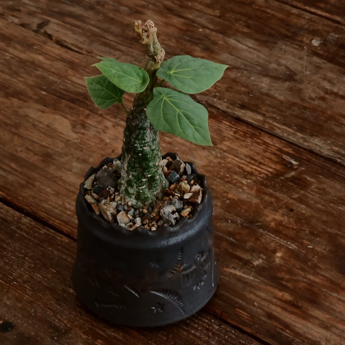 アデニア クリスタルグリーン［No.56］ × 根本峻吾 作 S.N POT type.