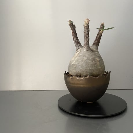 発根済 中ぶり グラキリス BG-171 × S.N.Pot "丸"- crown - 5号鉢 ［作家  "根本峻吾"］