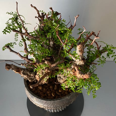 発根済 4頭 マルチヘッド オペルクリカリア パキプス P-14  × 小野瀬 一 作品「the first plants wear」 5号 植木鉢