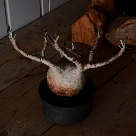グラキリス φ10.5cm  - 象牙宮 -［No.230］  × 沖誠 作「  Narrow Border / shallow cylinder」 4.5号 植木鉢 笠間焼