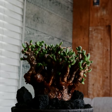 ケラリア ピグマエア 発根済［No.15］  ×   沼野秀章 作「 black wrap 」4号 植木鉢 笠間焼