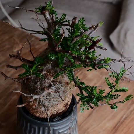 オペルクリカリア パキプス φ10cm［No.23］  ×  根本峻吾 作 S.N POT type.tall「 鐡 - kurogane - 」4号 植木鉢 笠間焼