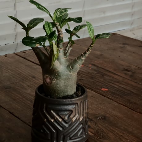 《グリコ》アデニウム アラビカム "ドワーフ " φ6.5cm［No.7］  ×  根本峻吾 作 S.N POT type.normal「 鐡 - kurogane - 」 3号  笠間焼